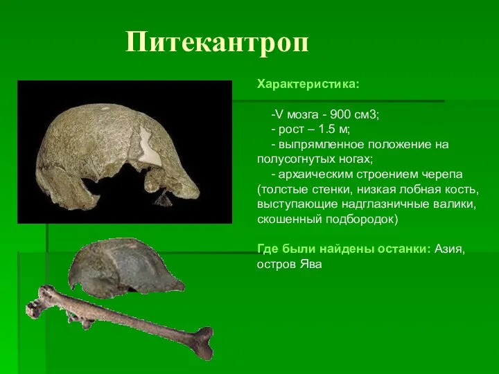 Питекантроп Характеристика: -V мозга - 900 см3; - рост – 1.5