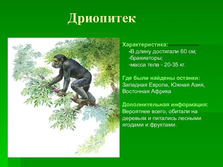 Дриопитек Характеристика: -В длину достигали 60 см; -брахиаторы; -масса тела -