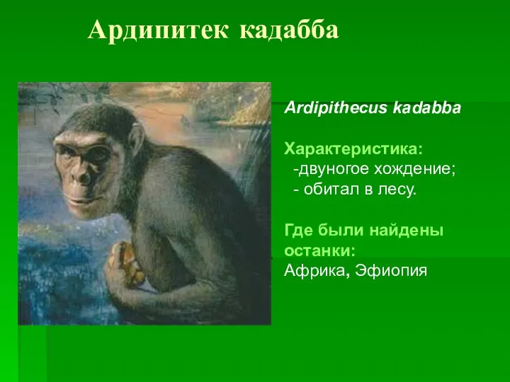 Ардипитек кадабба Ardipithecus kadabba Характеристика: -двуногое хождение; - обитал в лесу.