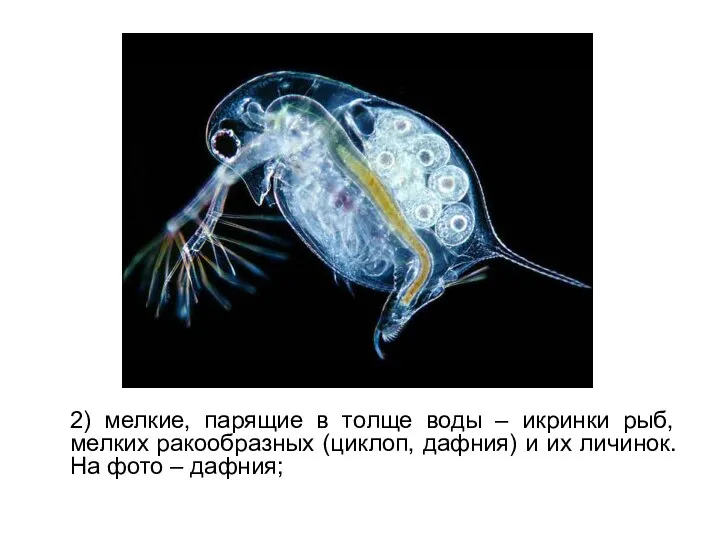 2) мелкие, парящие в толще воды – икринки рыб, мелких ракообразных