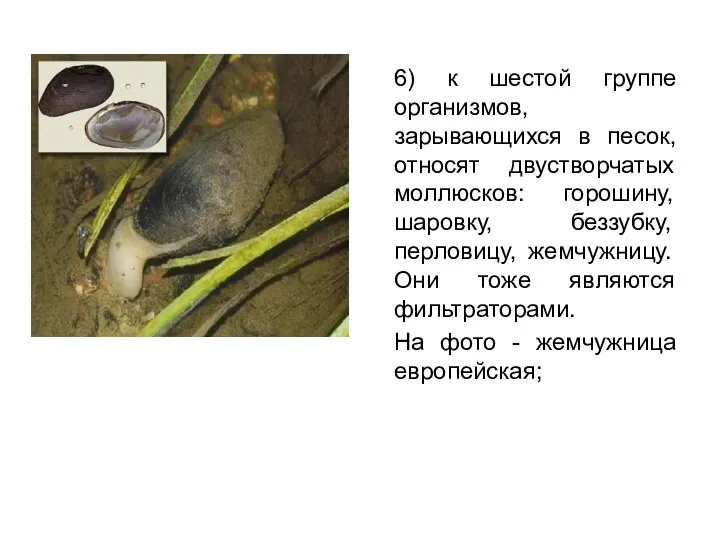 6) к шестой группе организмов, зарывающихся в песок, относят двустворчатых моллюсков: