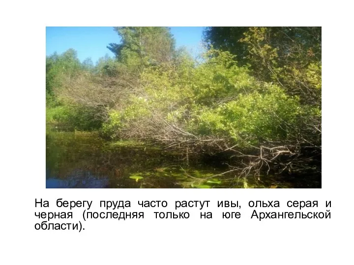 На берегу пруда часто растут ивы, ольха серая и черная (последняя только на юге Архангельской области).