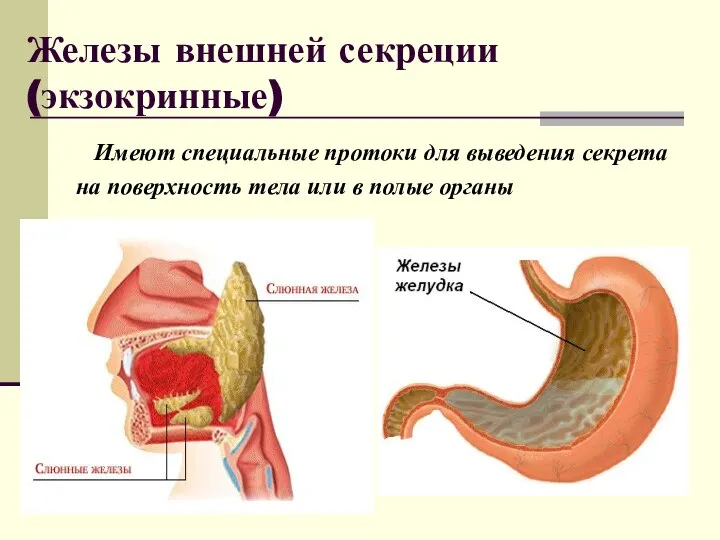 Железы внешней секреции (экзокринные) Имеют специальные протоки для выведения секрета на