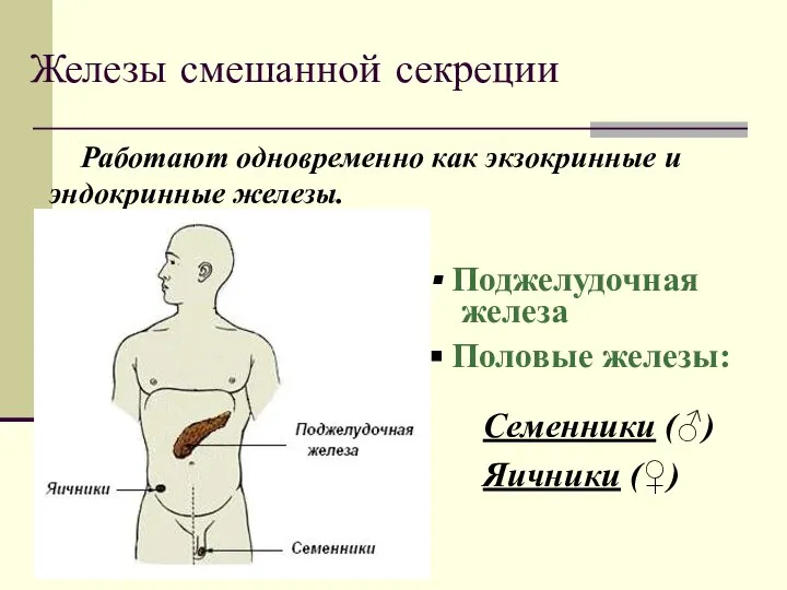 Железы смешанной секреции Работают одновременно как экзокринные и эндокринные железы. Поджелудочная