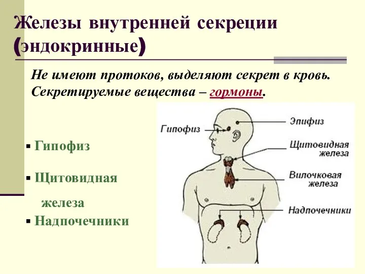 Железы внутренней секреции (эндокринные) Не имеют протоков, выделяют секрет в кровь.