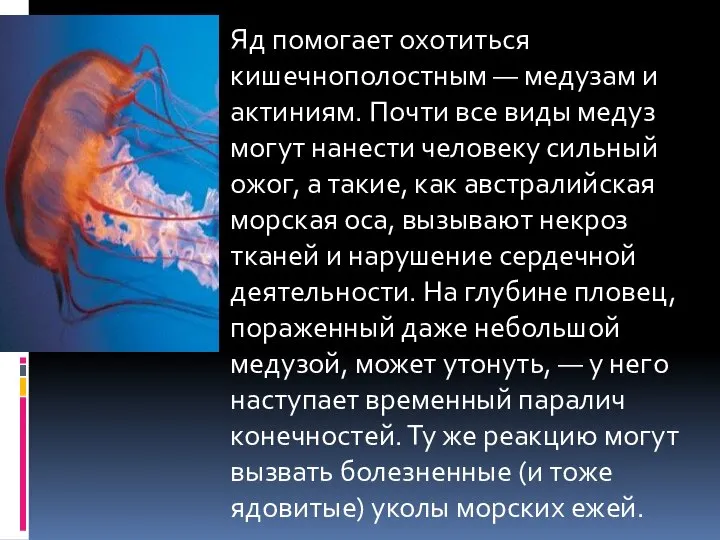 Яд помогает охотиться кишечнополостным — медузам и актиниям. Почти все виды