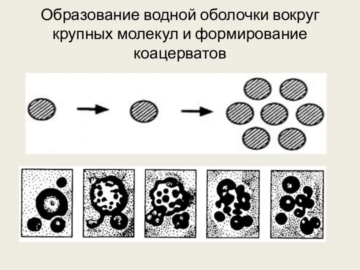 Образование водной оболочки вокруг крупных молекул и формирование коацерватов