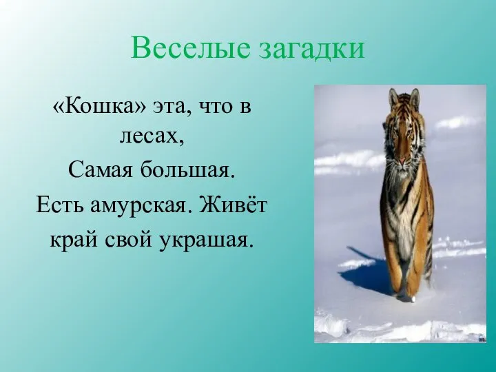 Веселые загадки «Кошка» эта, что в лесах, Самая большая. Есть амурская. Живёт край свой украшая.