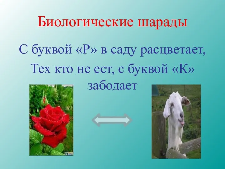 Биологические шарады С буквой «Р» в саду расцветает, Тех кто не ест, с буквой «К» забодает