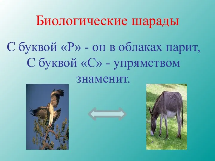 Биологические шарады С буквой «Р» - он в облаках парит, С буквой «С» - упрямством знаменит.