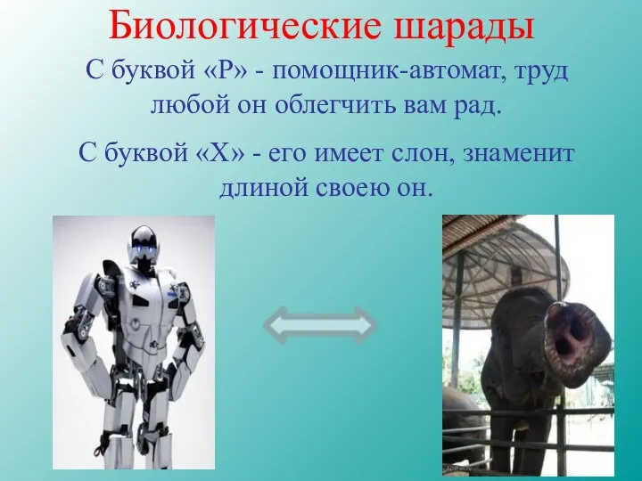 Биологические шарады С буквой «Р» - помощник-автомат, труд любой он облегчить