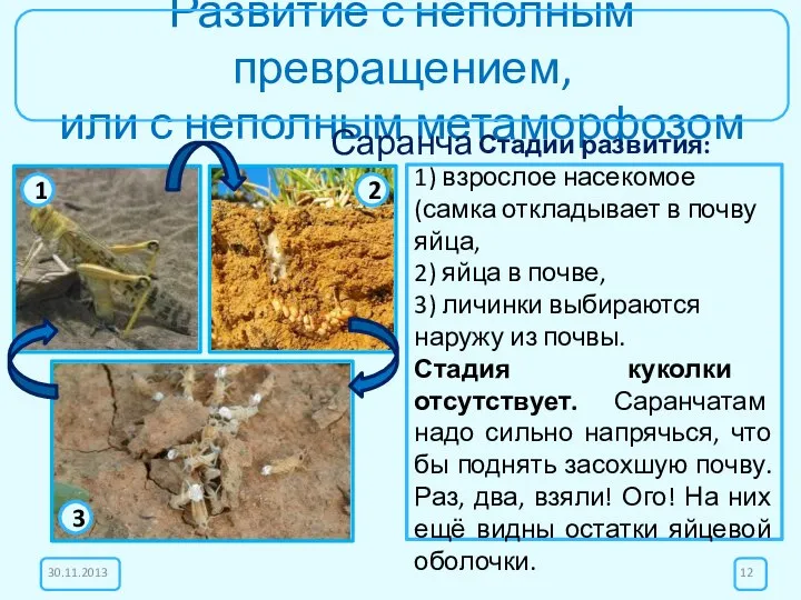 Развитие с неполным превращением, или с неполным метаморфозом Саранча Стадии развития: