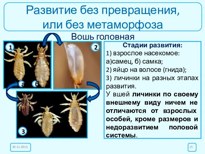 Развитие без превращения, или без метаморфоза Вошь головная Стадии развития: 1)