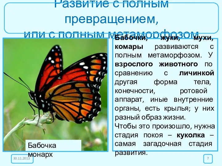 Развитие с полным превращением, или с полным метаморфозом Бабочки, жуки, мухи,