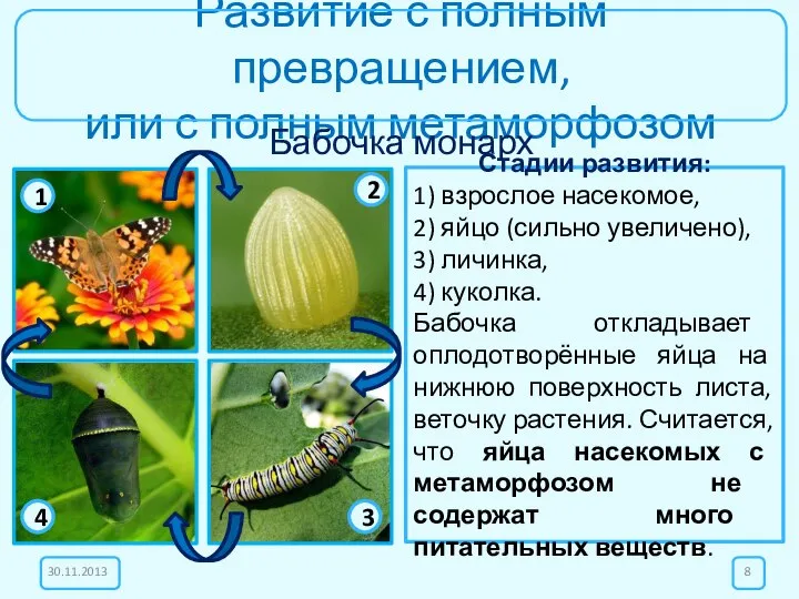 Развитие с полным превращением, или с полным метаморфозом Бабочка монарх Стадии