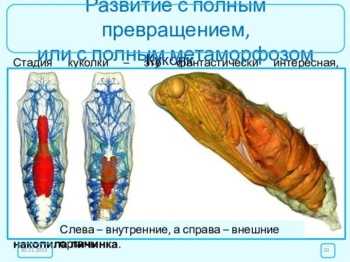 Куколка Стадия куколки – это фантастически интересная, необычная, часто загадочная и