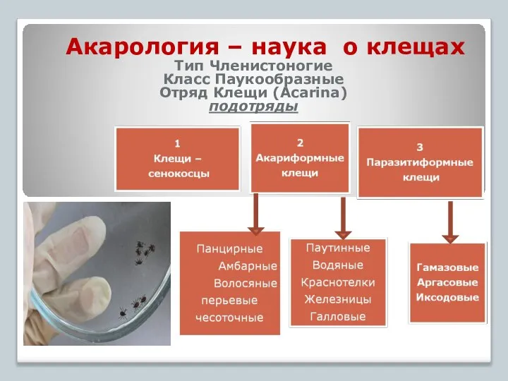 Акарология – наука о клещах Тип Членистоногие Класс Паукообразные Отряд Клещи (Acarina) подотряды