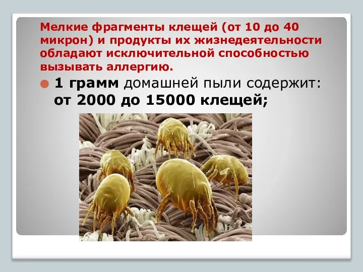 Мелкие фрагменты клещей (от 10 до 40 микрон) и продукты их