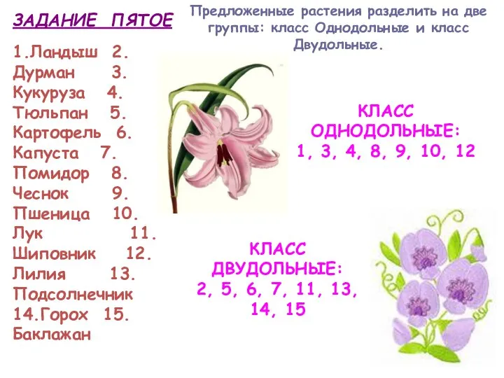 ЗАДАНИЕ ПЯТОЕ Предложенные растения разделить на две группы: класс Однодольные и