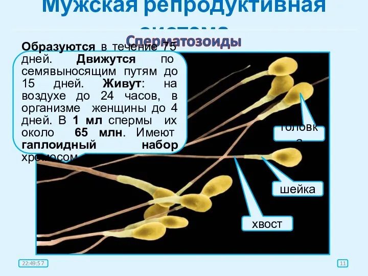 Мужская репродуктивная система головка шейка хвост Образуются в течение 75 дней.