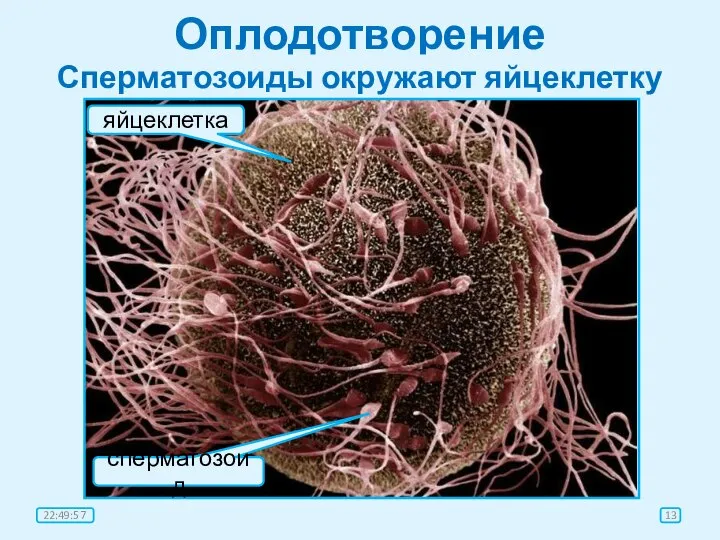 Оплодотворение Сперматозоиды окружают яйцеклетку яйцеклетка сперматозоид