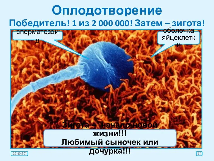 Оплодотворение Победитель! 1 из 2 000 000! Затем – зигота! сперматозоид