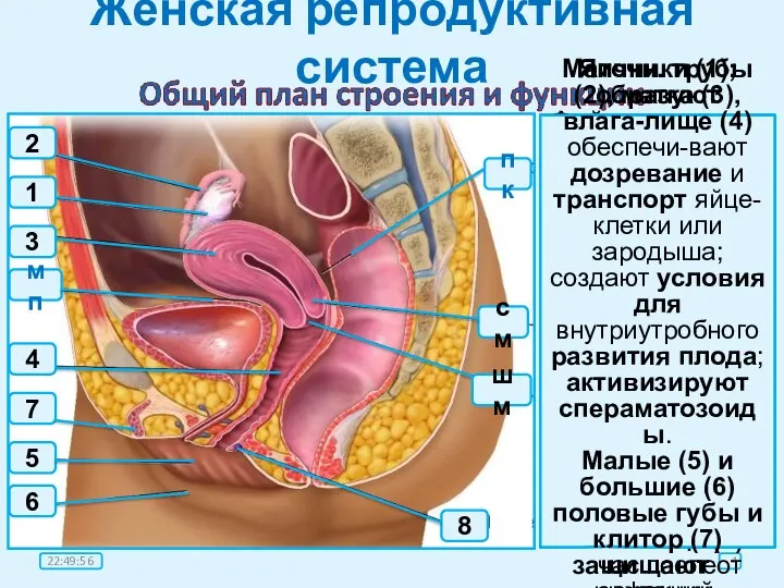 Женская репродуктивная система мп 2 8 см пк 7 5 3