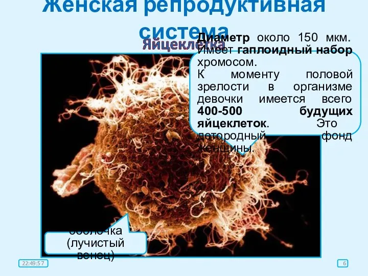 Женская репродуктивная система оболочка (лучистый венец) Диаметр около 150 мкм. Имеет