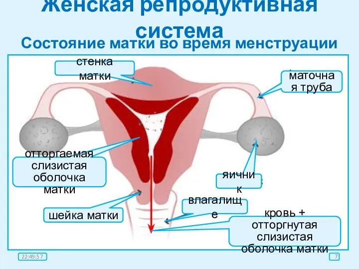Женская репродуктивная система Состояние матки во время менструации стенка матки отторгаемая