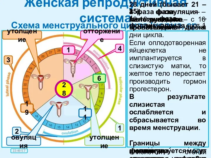 Женская репродуктивная система Схема менструального цикла (норма, ср. знач.) 28 дней