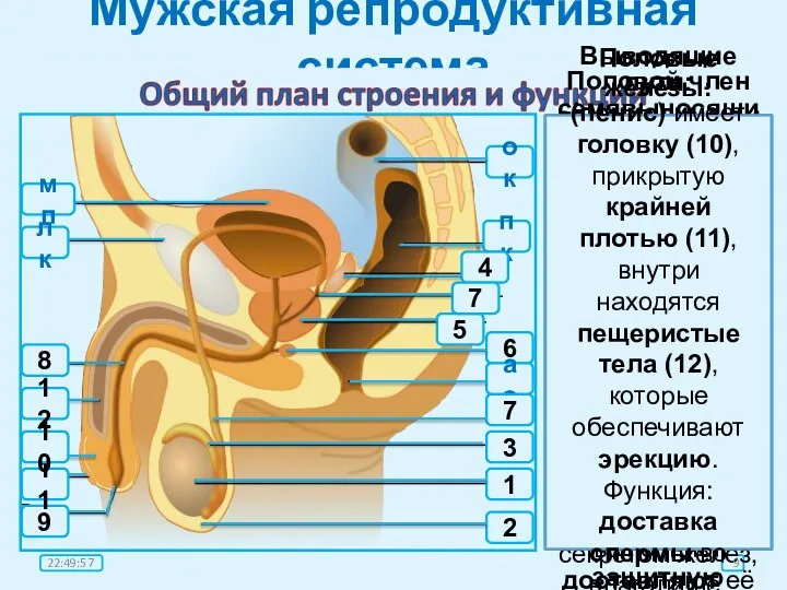 Мужская репродуктивная система Половые железы: семенники, или яички, (1) образуют половые