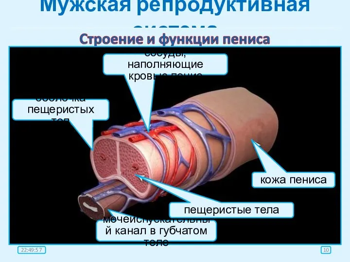 Мужская репродуктивная система яички покой эрекция пещеристые тела пещеристые тела, заполненные