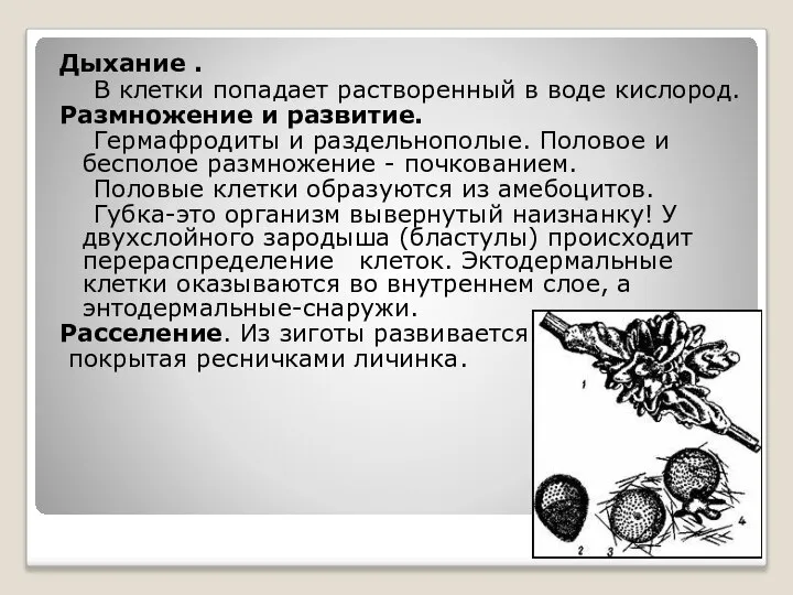 Дыхание . В клетки попадает растворенный в воде кислород. Размножение и