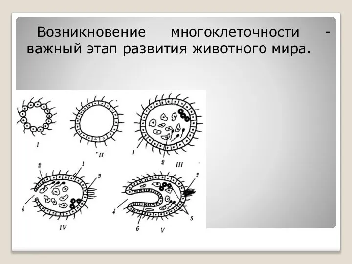 Возникновение многоклеточности -важный этап развития животного мира.