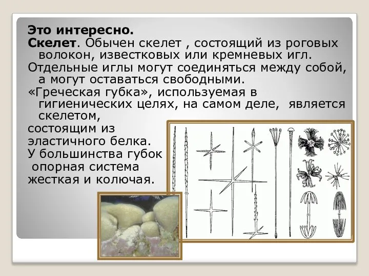 Это интересно. Скелет. Обычен скелет , состоящий из роговых волокон, известковых