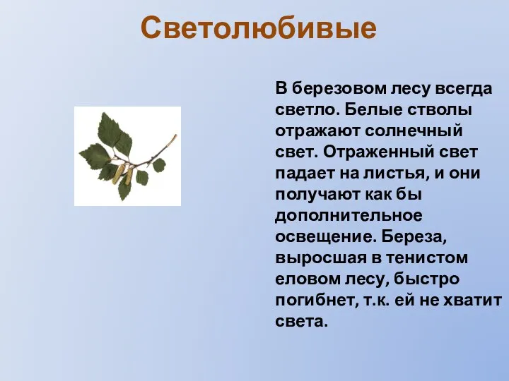 Светолюбивые В березовом лесу всегда светло. Белые стволы отражают солнечный свет.