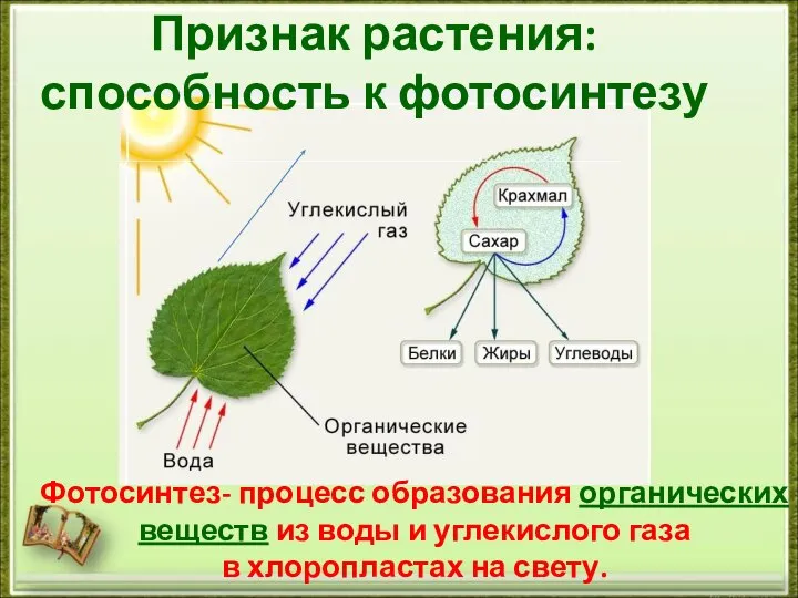 Признак растения: способность к фотосинтезу Фотосинтез- процесс образования органических веществ из