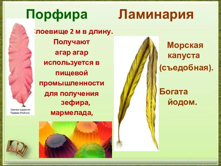 Порфира Ламинария Слоевище 2 м в длину. Получают агар агар используется