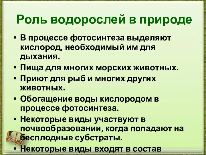 Роль водорослей в природе В процессе фотосинтеза выделяют кислород, необходимый им