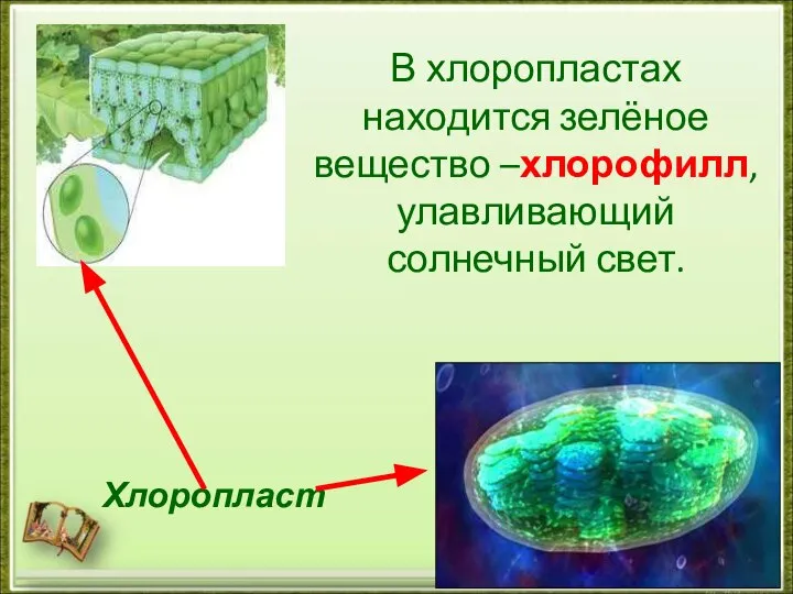 Хлоропласт В хлоропластах находится зелёное вещество –хлорофилл, улавливающий солнечный свет.