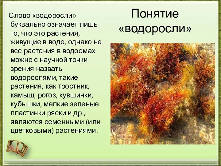 Понятие «водоросли» Слово «водоросли» буквально означает лишь то, что это растения,