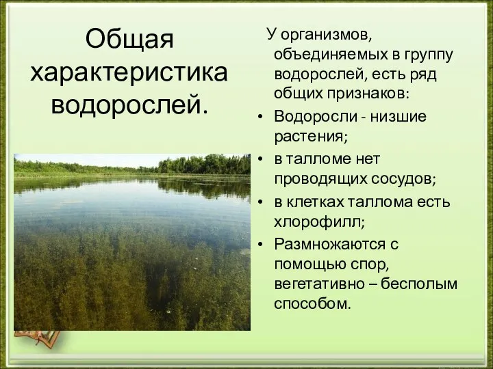 Общая характеристика водорослей. У организмов, объединяемых в группу водорослей, есть ряд