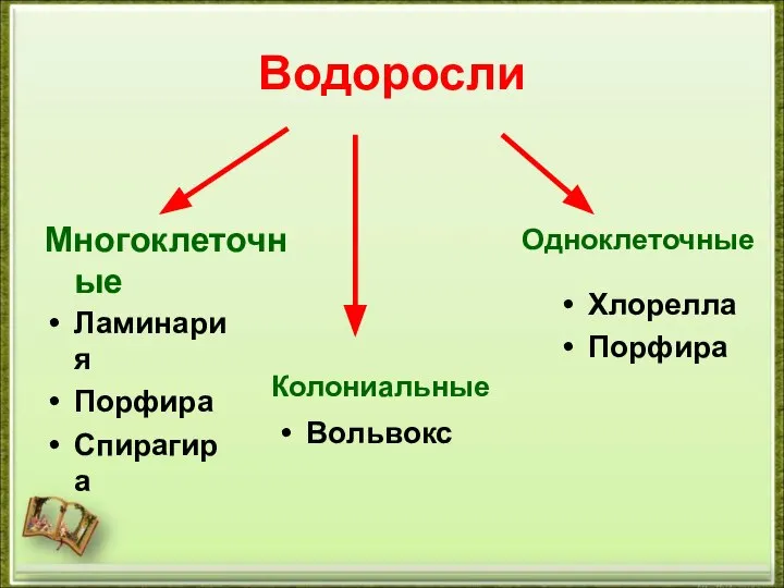 Водоросли Многоклеточные Одноклеточные Колониальные Ламинария Порфира Спирагира Вольвокс Хлорелла Порфира