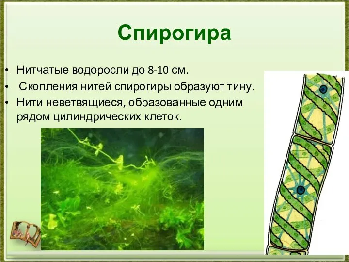 Спирогира Нитчатые водоросли до 8-10 см. Скопления нитей спирогиры образуют тину.