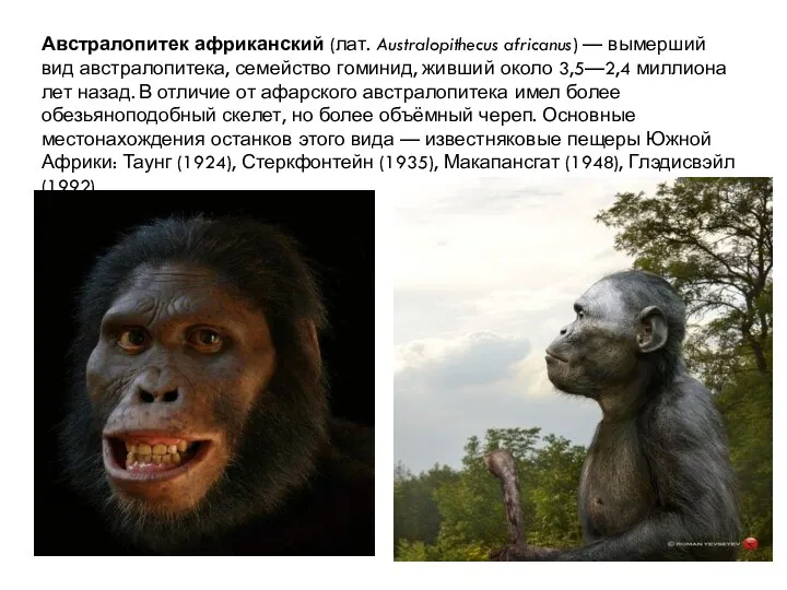 Австралопитек африканский (лат. Australopithecus africanus) — вымерший вид австралопитека, семейство гоминид,