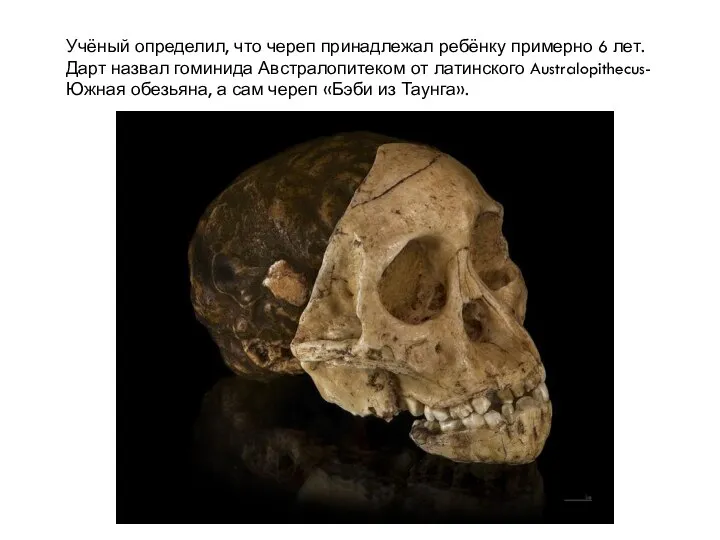 Учёный определил, что череп принадлежал ребёнку примерно 6 лет. Дарт назвал