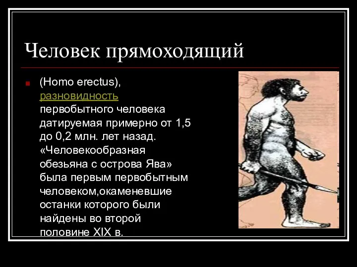 Человек прямоходящий (Homo erectus), разновидность первобытного человека датируемая примерно от 1,5