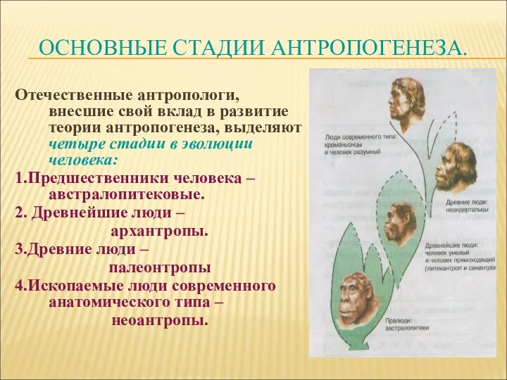 ОСНОВНЫЕ СТАДИИ АНТРОПОГЕНЕЗА. Отечественные антропологи, внесшие свой вклад в развитие теории