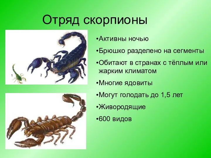 Отряд скорпионы Активны ночью Брюшко разделено на сегменты Обитают в странах