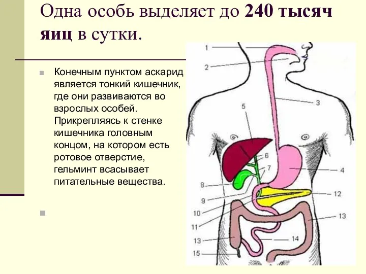 Одна особь выделяет до 240 тысяч яиц в сутки. Конечным пунктом